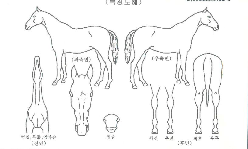 °Èó³àÀÇ Ãø¸é,¿ì¸é,µÞ¸é,µÎ»ó,´Ù¸®ÀÇ Æ¯Â¡µµÇØ