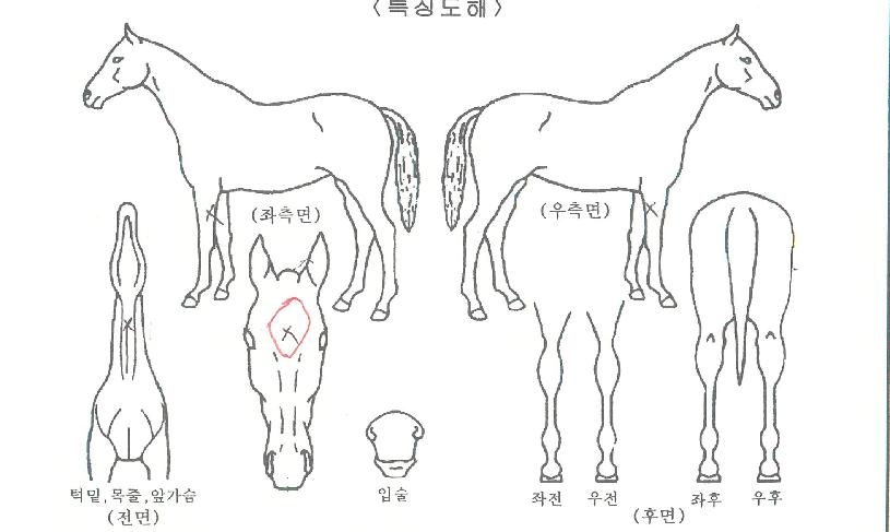 ¸ÅÁ÷ÆÄÆ®³ÊÀÇ Ãø¸é,¿ì¸é,µÞ¸é,µÎ»ó,´Ù¸®ÀÇ Æ¯Â¡µµÇØ