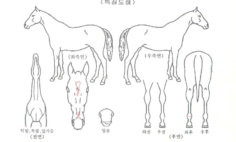 ´ÚÅÍÄ«½¼ÀÇ Ãø¸é,¿ì¸é,µÞ¸é,µÎ»ó,´Ù¸®ÀÇ Æ¯Â¡µµÇØ