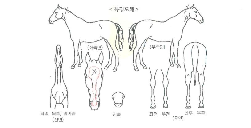 ºñ¹ÙÁö³ªÀÇ Ãø¸é,¿ì¸é,µÞ¸é,µÎ»ó,´Ù¸®ÀÇ Æ¯Â¡µµÇØ