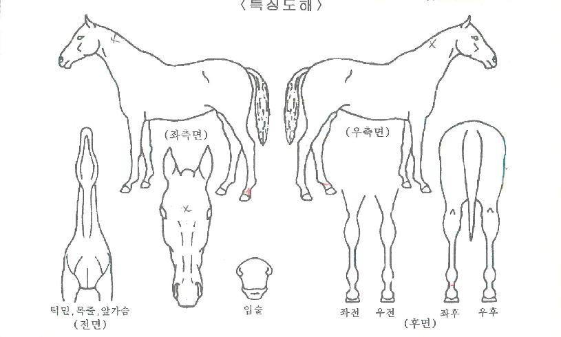 »ê¶æÇѽºÄ§ÀÇ Ãø¸é,¿ì¸é,µÞ¸é,µÎ»ó,´Ù¸®ÀÇ Æ¯Â¡µµÇØ