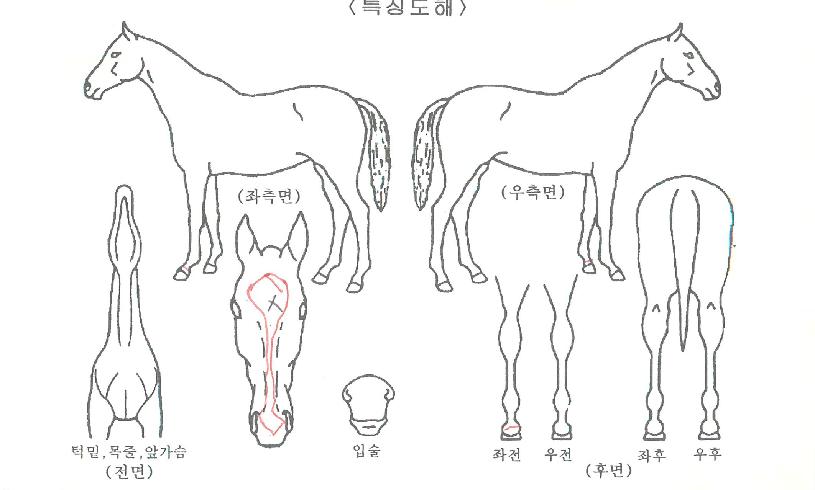 Á¦ÀÌ¿¡½ºÄ¸Æ¾ÀÇ Ãø¸é,¿ì¸é,µÞ¸é,µÎ»ó,´Ù¸®ÀÇ Æ¯Â¡µµÇØ