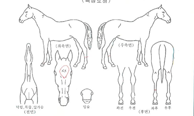 Àεð¾ðÆÄƼÀÇ Ãø¸é,¿ì¸é,µÞ¸é,µÎ»ó,´Ù¸®ÀÇ Æ¯Â¡µµÇØ