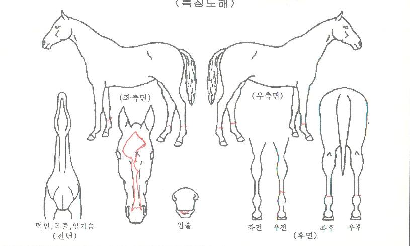 ±Ý¾ÆÄݷμ³ÀÇ Ãø¸é,¿ì¸é,µÞ¸é,µÎ»ó,´Ù¸®ÀÇ Æ¯Â¡µµÇØ