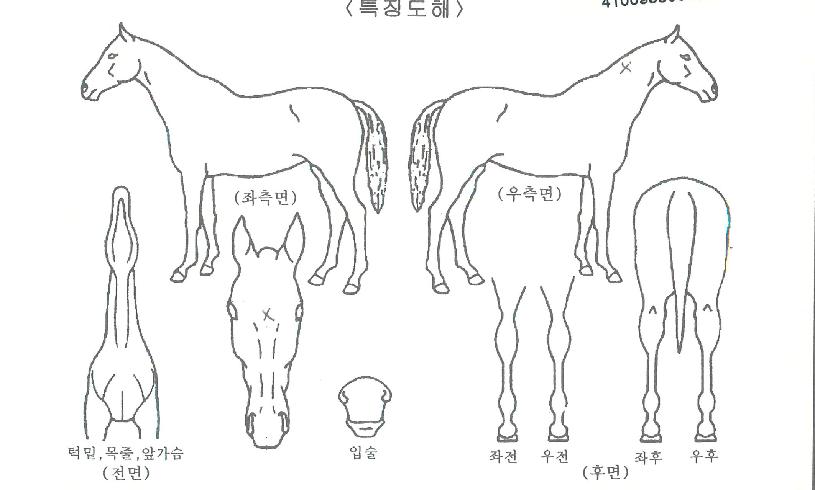 ÆÐ¹Ð¸®½ºÅ¸ÀÇ Ãø¸é,¿ì¸é,µÞ¸é,µÎ»ó,´Ù¸®ÀÇ Æ¯Â¡µµÇØ