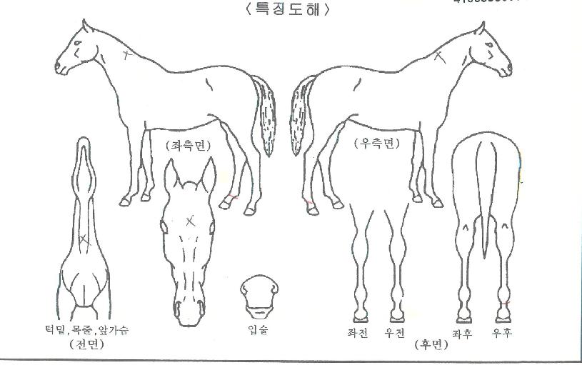 Â÷¼¼´ë°ÀÚÀÇ Ãø¸é,¿ì¸é,µÞ¸é,µÎ»ó,´Ù¸®ÀÇ Æ¯Â¡µµÇØ