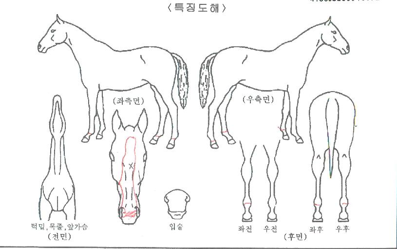 ¶óÀ̵å¸ÇÀÇ Ãø¸é,¿ì¸é,µÞ¸é,µÎ»ó,´Ù¸®ÀÇ Æ¯Â¡µµÇØ