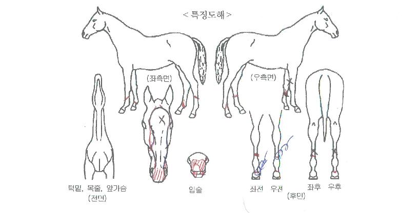 ·°Å°Ç÷£ÀÇ Ãø¸é,¿ì¸é,µÞ¸é,µÎ»ó,´Ù¸®ÀÇ Æ¯Â¡µµÇØ