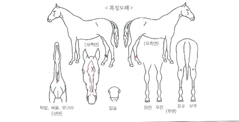 ¿¥ºñºñÀüÀÇ Ãø¸é,¿ì¸é,µÞ¸é,µÎ»ó,´Ù¸®ÀÇ Æ¯Â¡µµÇØ