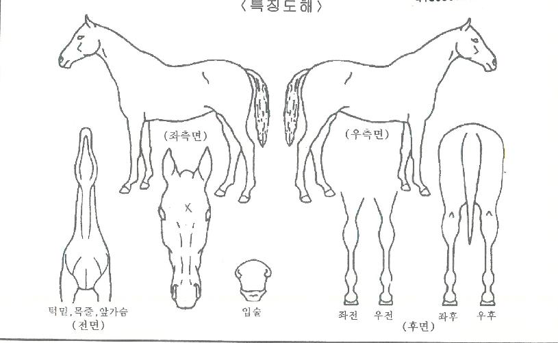 ÂüÀνºÆ®¶óÀÌÅ©ÀÚ¸¶ÀÇ Ãø¸é,¿ì¸é,µÞ¸é,µÎ»ó,´Ù¸®ÀÇ Æ¯Â¡µµÇØ