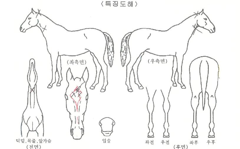 ¼ÒÁßÇѰñµçÀÇ Ãø¸é,¿ì¸é,µÞ¸é,µÎ»ó,´Ù¸®ÀÇ Æ¯Â¡µµÇØ