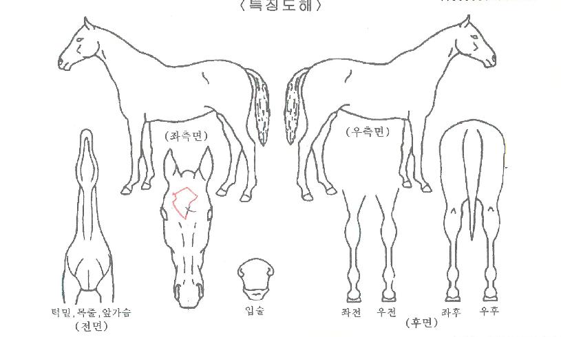 ¾Æµ¨½ºÆÄÀÌÅ©ÀÇ Ãø¸é,¿ì¸é,µÞ¸é,µÎ»ó,´Ù¸®ÀÇ Æ¯Â¡µµÇØ