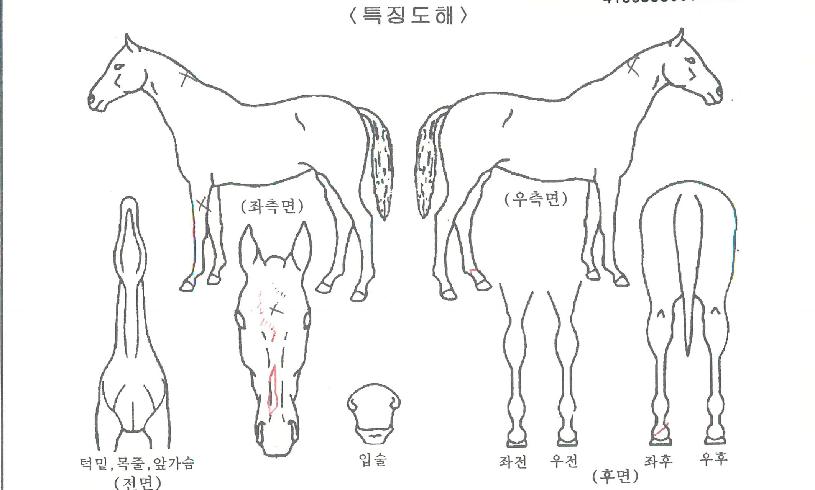 º£À̺ñ¶óÀÎÀÇ Ãø¸é,¿ì¸é,µÞ¸é,µÎ»ó,´Ù¸®ÀÇ Æ¯Â¡µµÇØ