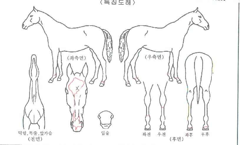 ½º¸¶Æ®ºñÁøÀÇ Ãø¸é,¿ì¸é,µÞ¸é,µÎ»ó,´Ù¸®ÀÇ Æ¯Â¡µµÇØ