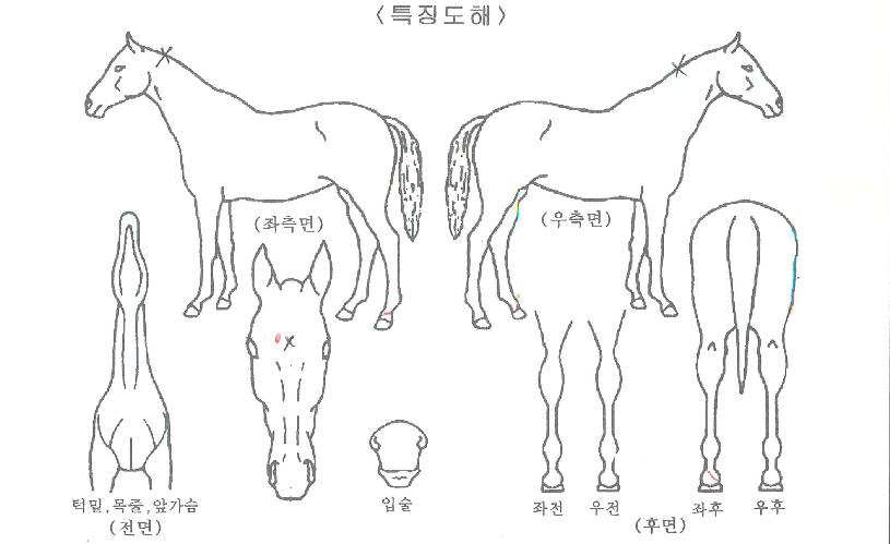 ½ºÄ«ÀÌÀ©ÀÇ Ãø¸é,¿ì¸é,µÞ¸é,µÎ»ó,´Ù¸®ÀÇ Æ¯Â¡µµÇØ