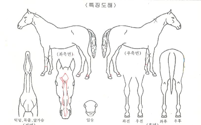 ¼ö¼ÒÅÊÅ©ÀÇ Ãø¸é,¿ì¸é,µÞ¸é,µÎ»ó,´Ù¸®ÀÇ Æ¯Â¡µµÇØ