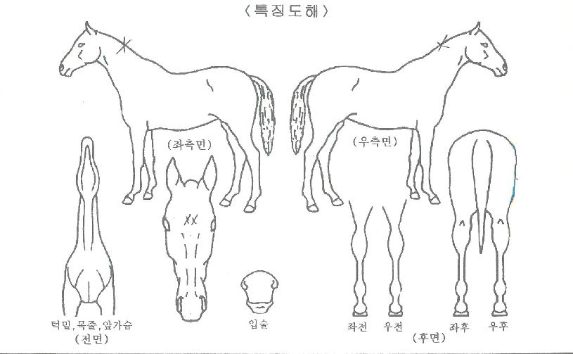 ·°Å°¸ÅÁ÷ÀÇ Ãø¸é,¿ì¸é,µÞ¸é,µÎ»ó,´Ù¸®ÀÇ Æ¯Â¡µµÇØ