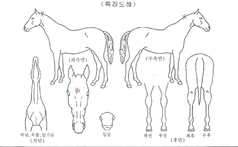 °í¼ÓÁÖÇàÀÇ Ãø¸é,¿ì¸é,µÞ¸é,µÎ»ó,´Ù¸®ÀÇ Æ¯Â¡µµÇØ