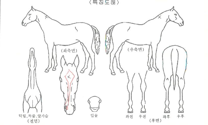 »÷µåÄüÀÚ¸¶ÀÇ Ãø¸é,¿ì¸é,µÞ¸é,µÎ»ó,´Ù¸®ÀÇ Æ¯Â¡µµÇØ