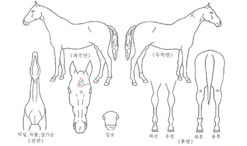 ºòÆ÷½º¿øÀÇ Ãø¸é,¿ì¸é,µÞ¸é,µÎ»ó,´Ù¸®ÀÇ Æ¯Â¡µµÇØ