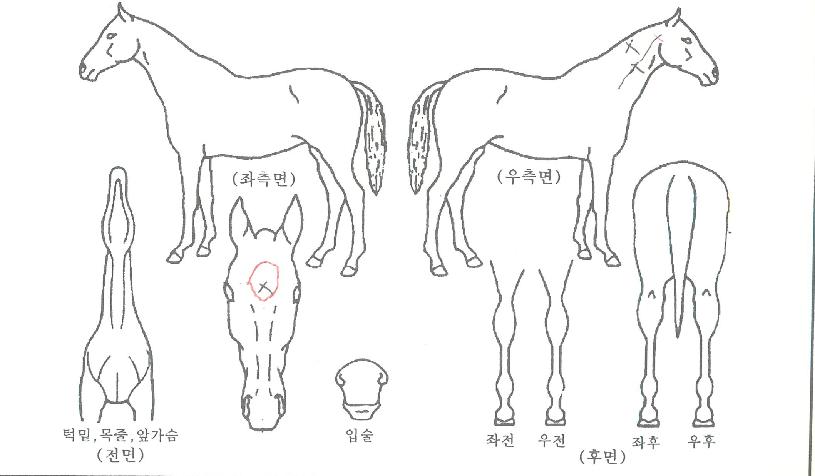 ¸®¸â¹öÀ¢ÀÇ Ãø¸é,¿ì¸é,µÞ¸é,µÎ»ó,´Ù¸®ÀÇ Æ¯Â¡µµÇØ