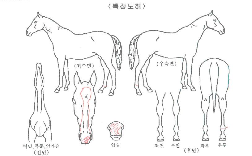 Åé¿¡À̽ºÀÇ Ãø¸é,¿ì¸é,µÞ¸é,µÎ»ó,´Ù¸®ÀÇ Æ¯Â¡µµÇØ