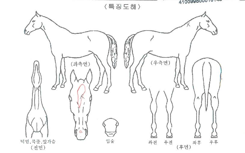 ŵµð½ºÄ¹ÀÚ¸¶ÀÇ Ãø¸é,¿ì¸é,µÞ¸é,µÎ»ó,´Ù¸®ÀÇ Æ¯Â¡µµÇØ