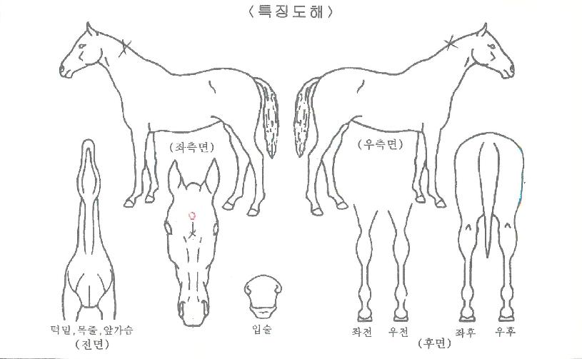 õ¼öÇàÀÇ Ãø¸é,¿ì¸é,µÞ¸é,µÎ»ó,´Ù¸®ÀÇ Æ¯Â¡µµÇØ