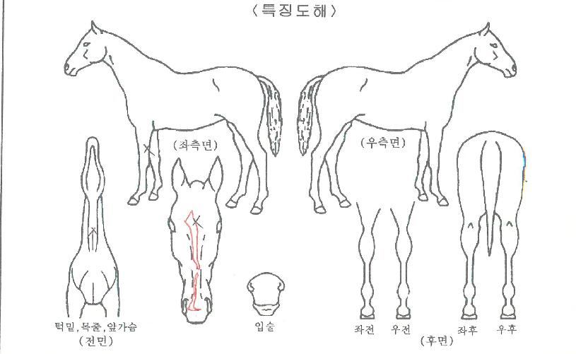 ´ç´ë¹Ì¼ÒÀÇ Ãø¸é,¿ì¸é,µÞ¸é,µÎ»ó,´Ù¸®ÀÇ Æ¯Â¡µµÇØ