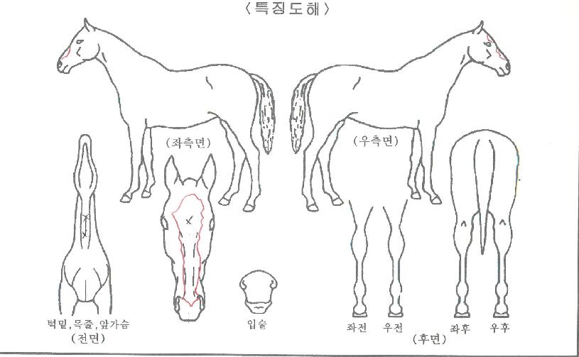 ¿¡À̽ºÀDZâ»ÝÀÇ Ãø¸é,¿ì¸é,µÞ¸é,µÎ»ó,´Ù¸®ÀÇ Æ¯Â¡µµÇØ