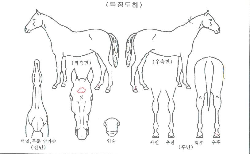 ¾Æµ¨ÆÛ½ºÆ®ÀÇ Ãø¸é,¿ì¸é,µÞ¸é,µÎ»ó,´Ù¸®ÀÇ Æ¯Â¡µµÇØ