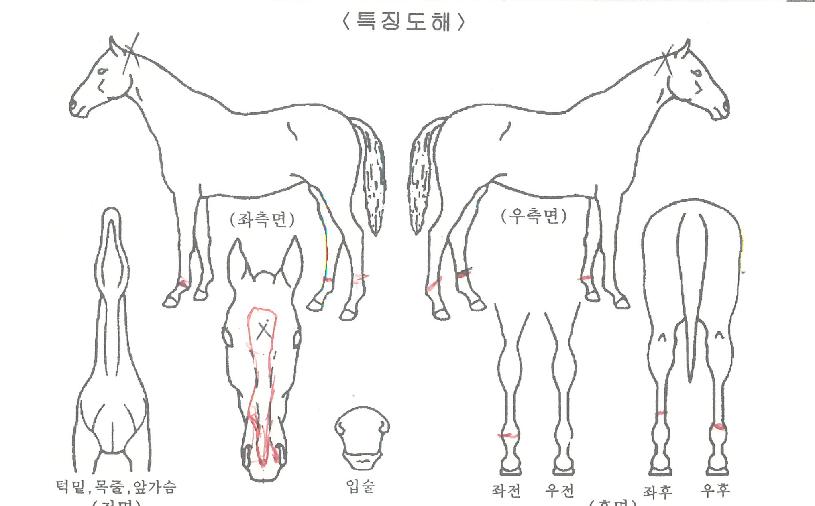 ½ºÄ«À̼±´õÀÇ Ãø¸é,¿ì¸é,µÞ¸é,µÎ»ó,´Ù¸®ÀÇ Æ¯Â¡µµÇØ