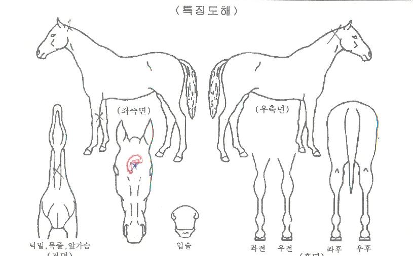 ¼´ÏÄÉÀÌÀÇ Ãø¸é,¿ì¸é,µÞ¸é,µÎ»ó,´Ù¸®ÀÇ Æ¯Â¡µµÇØ