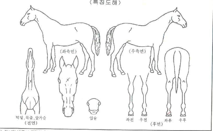 ¿Â°íÀ×ÀÇ Ãø¸é,¿ì¸é,µÞ¸é,µÎ»ó,´Ù¸®ÀÇ Æ¯Â¡µµÇØ