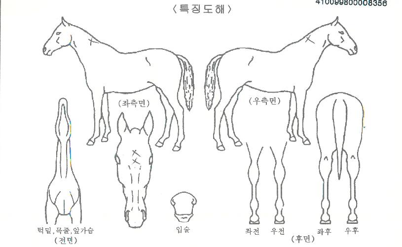 ³ªÇʸ®º£ÀÌÀÚ¸¶ÀÇ Ãø¸é,¿ì¸é,µÞ¸é,µÎ»ó,´Ù¸®ÀÇ Æ¯Â¡µµÇØ