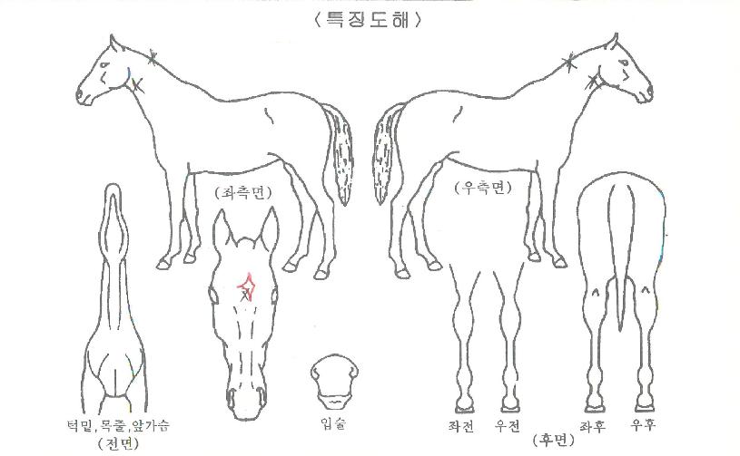 ¹Ì½ºÅÍÁ¶ÀÌÀÇ Ãø¸é,¿ì¸é,µÞ¸é,µÎ»ó,´Ù¸®ÀÇ Æ¯Â¡µµÇØ