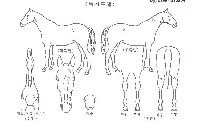 ·¹À̵ð·°Å°ÀÇ Ãø¸é,¿ì¸é,µÞ¸é,µÎ»ó,´Ù¸®ÀÇ Æ¯Â¡µµÇØ