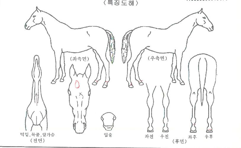 û¸¶½ºÅ¸ÀÇ Ãø¸é,¿ì¸é,µÞ¸é,µÎ»ó,´Ù¸®ÀÇ Æ¯Â¡µµÇØ