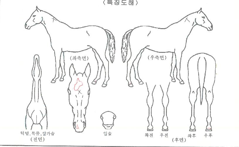 ÄýÀǺÎȰÀÇ Ãø¸é,¿ì¸é,µÞ¸é,µÎ»ó,´Ù¸®ÀÇ Æ¯Â¡µµÇØ