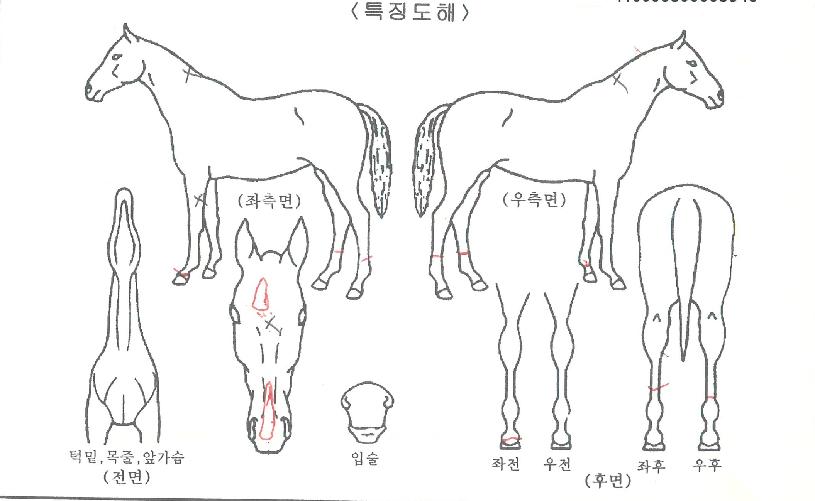 Å©·ÎÄϽº¸®º¥ÁöÀÚ¸¶ÀÇ Ãø¸é,¿ì¸é,µÞ¸é,µÎ»ó,´Ù¸®ÀÇ Æ¯Â¡µµÇØ