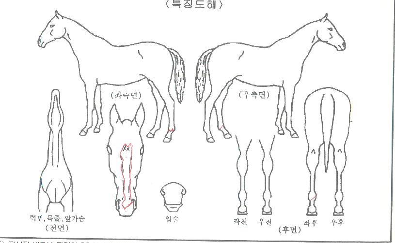 ½ºÅèÅõÀ©ÀÇ Ãø¸é,¿ì¸é,µÞ¸é,µÎ»ó,´Ù¸®ÀÇ Æ¯Â¡µµÇØ