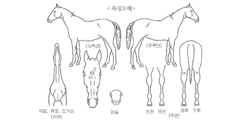 Æ®¸®ÇÃÇöóÀÌÀÇ Ãø¸é,¿ì¸é,µÞ¸é,µÎ»ó,´Ù¸®ÀÇ Æ¯Â¡µµÇØ