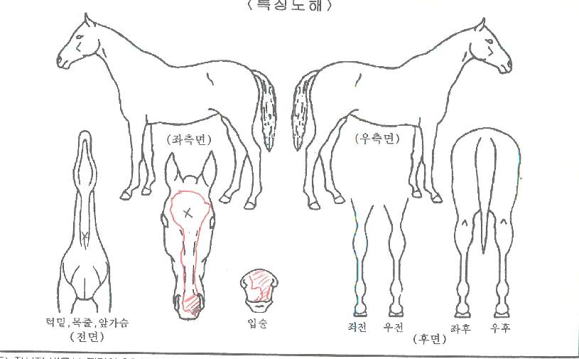 ¹«Àûº¸¹èÀÇ Ãø¸é,¿ì¸é,µÞ¸é,µÎ»ó,´Ù¸®ÀÇ Æ¯Â¡µµÇØ