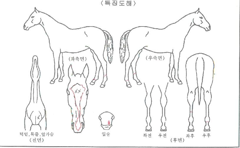 űØÄ¸Æ¾ÀÇ Ãø¸é,¿ì¸é,µÞ¸é,µÎ»ó,´Ù¸®ÀÇ Æ¯Â¡µµÇØ