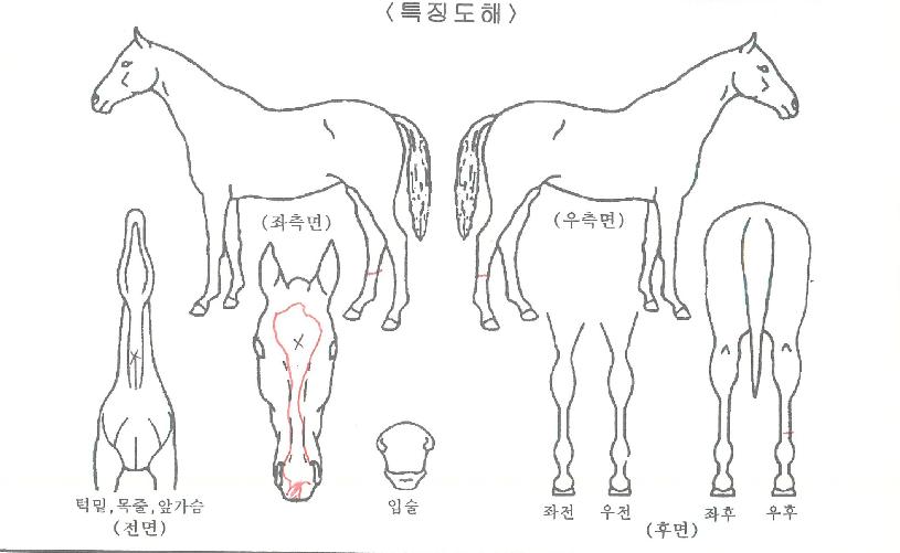 ´ÚÅͽºÄ«ÀÌÀÇ Ãø¸é,¿ì¸é,µÞ¸é,µÎ»ó,´Ù¸®ÀÇ Æ¯Â¡µµÇØ