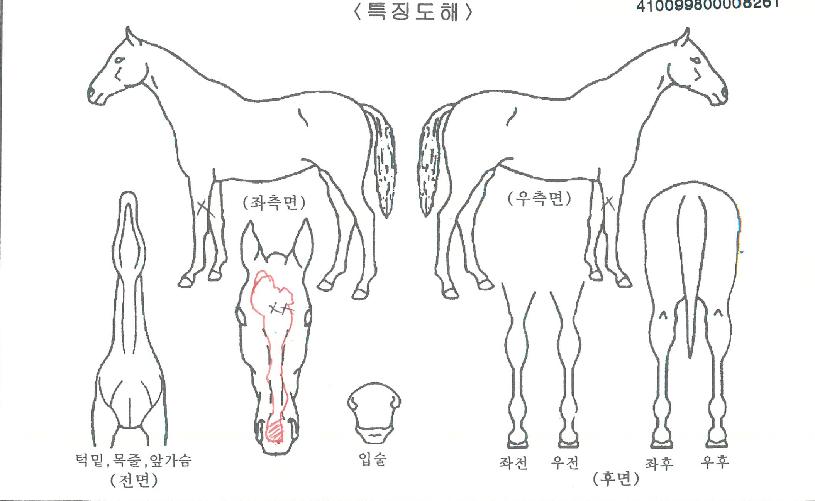 ȸº¹ÀÇ Ãø¸é,¿ì¸é,µÞ¸é,µÎ»ó,´Ù¸®ÀÇ Æ¯Â¡µµÇØ