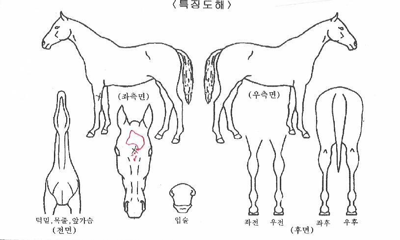 º»Åõ±Û·Î¸®ÀÇ Ãø¸é,¿ì¸é,µÞ¸é,µÎ»ó,´Ù¸®ÀÇ Æ¯Â¡µµÇØ