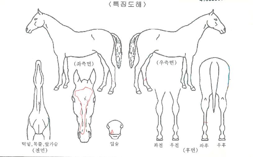 ´ë°¢Èú¿ø¸¸ÀÚ¸¶ÀÇ Ãø¸é,¿ì¸é,µÞ¸é,µÎ»ó,´Ù¸®ÀÇ Æ¯Â¡µµÇØ