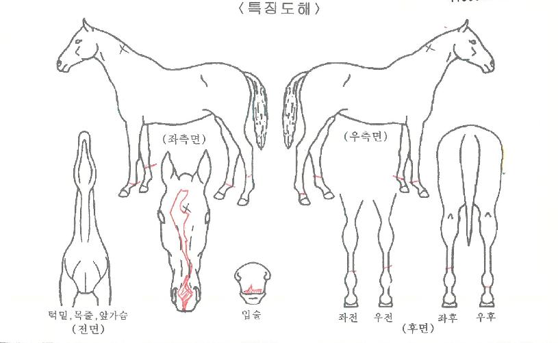 ÅØ»ç½º¾î°ÔÀÎÀÇ Ãø¸é,¿ì¸é,µÞ¸é,µÎ»ó,´Ù¸®ÀÇ Æ¯Â¡µµÇØ