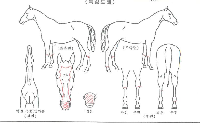 ½Ç¹ö·¹À̵ðÀÇ Ãø¸é,¿ì¸é,µÞ¸é,µÎ»ó,´Ù¸®ÀÇ Æ¯Â¡µµÇØ